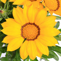 Gazania Kiss