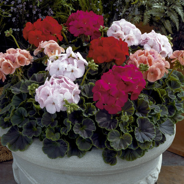 Geranio malvón Bulls...