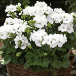 Geranio malvón Multi...