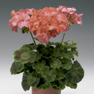 Geranio malvón Pinto...