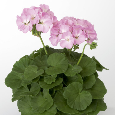 Geranio malvón Ringo...