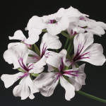 Geranio peltato Torn...