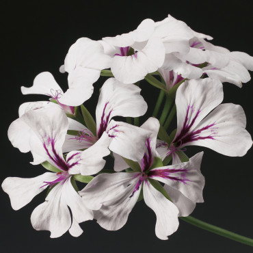 Geranio peltato Torn...