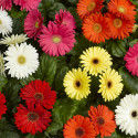 Gerbera Bengal