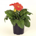 Gerbera Bengal