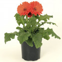 Gerbera Bengal