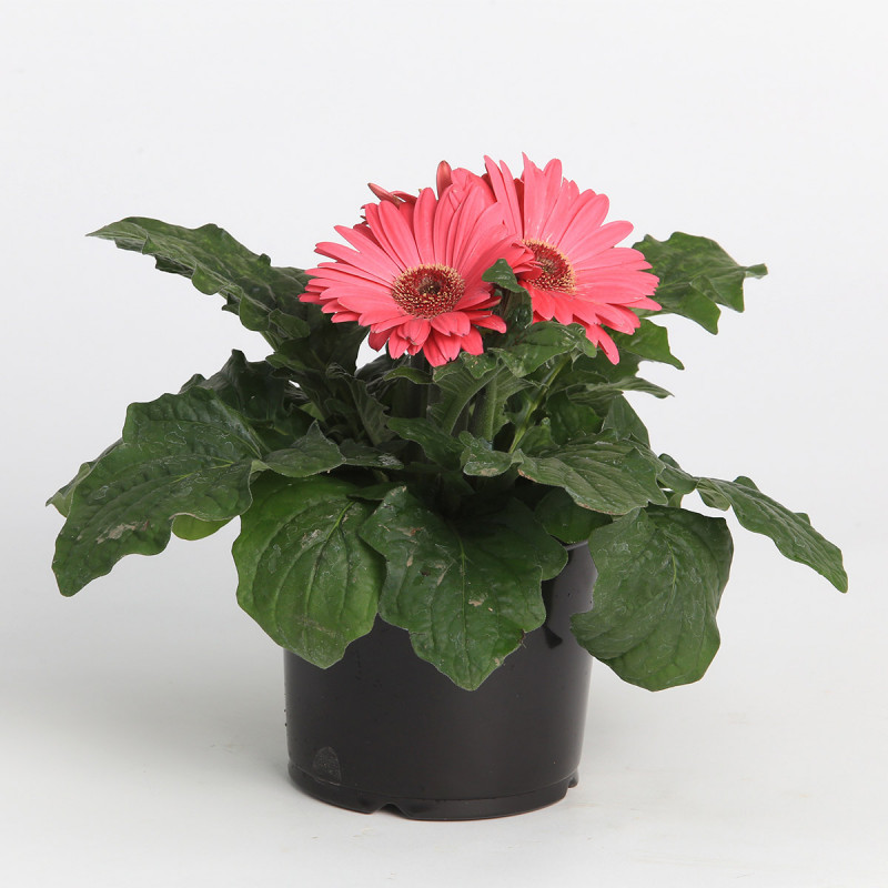 Gerbera Bengal