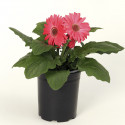 Gerbera Bengal