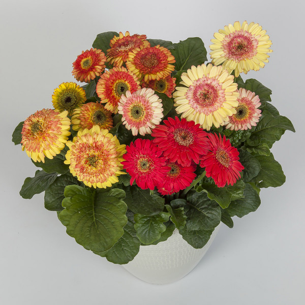 Gerbera Cartwheel