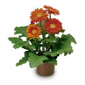 Gerbera Jaguar