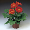 Gerbera Jaguar