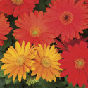 Gerbera Jaguar