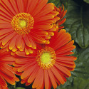 Gerbera Jaguar