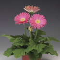 Gerbera Jaguar