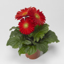 Gerbera Jaguar