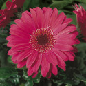 Gerbera Jaguar