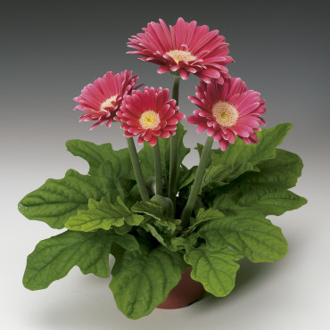 Gerbera Jaguar...