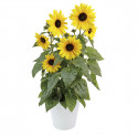 Girasol Sunfinity