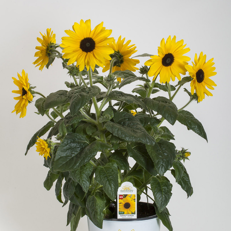 Girasol Sunfinity