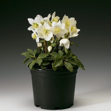 Helleborus Christmas...