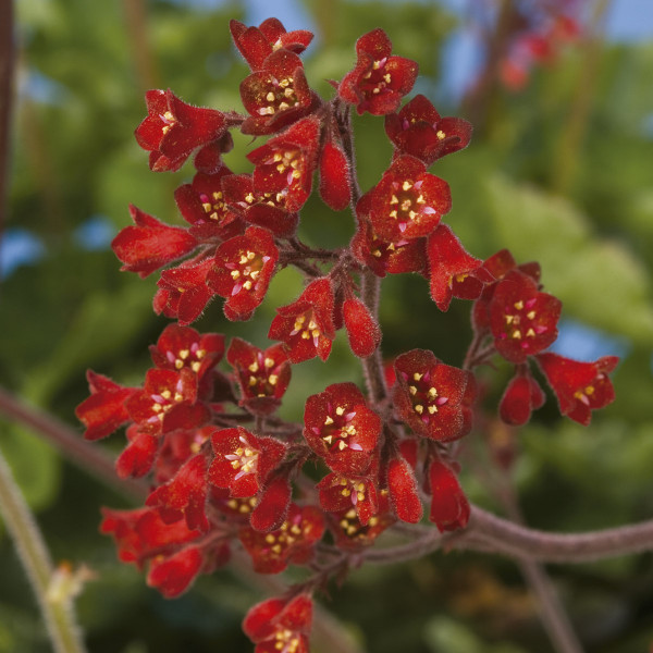 Heuchera Coral