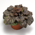 Heuchera Marvelous...