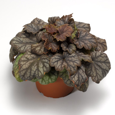 Heuchera Marvelous...