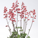 Heuchera Coral