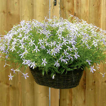 Laurentia Starshine...