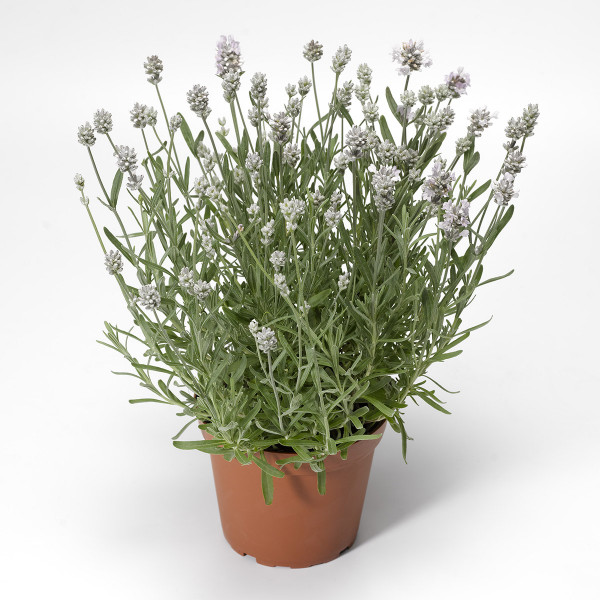 Lavanda Scent