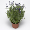 Lavanda Scent