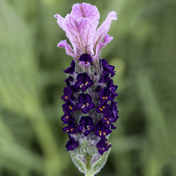 Lavanda Castilliano 2.0