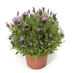 Lavanda Violeta...