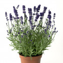 Lavanda Scent