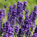 Lavanda Hidcote