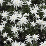 Leontopodium Everest...