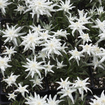 Leontopodium Everest...