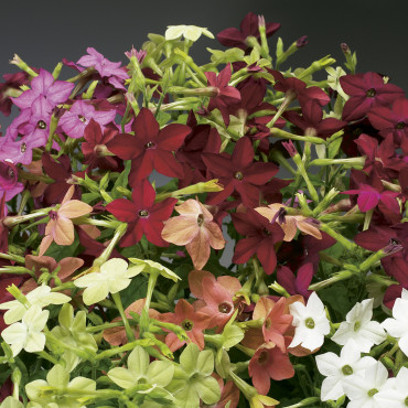 Nicotiana Saratoga...