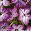 Nicotiana Saratoga
