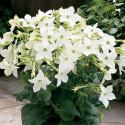 Nicotiana Saratoga