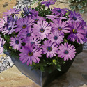 Osteospermum Asti