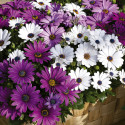 Osteospermum Asti