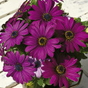 Osteospermum Asti