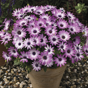 Osteospermum Asti...
