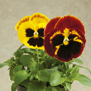 Pensamiento Colossus...