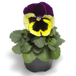 Pensamiento Delta...