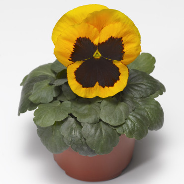 Pensamiento Delta Sp...