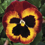 Pensamiento Mammoth...