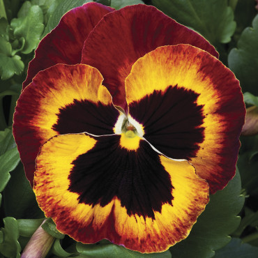 Pensamiento Mammoth...