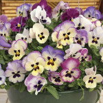 Pensamiento Wonderfa...